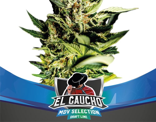 el-gaucho-fast-flowering-sensory-seeds Fast Flowering Samen El Gaucho