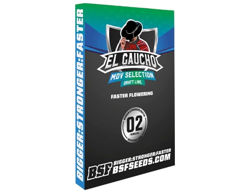 el-gaucho-fast-flowering El Gaucho Sensory Seeds