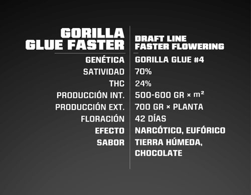 info-samen-gorilla-glue Info Gorilla Glue