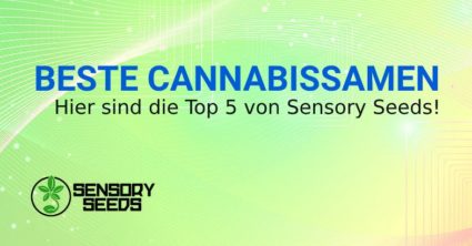 BESTE CANNABISSAMEN