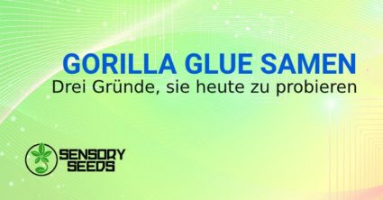 GORILLA GLUE cannabis SAMEN