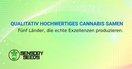 QUALITATIV HOCHWERTIGES CANNABIS SAMEN