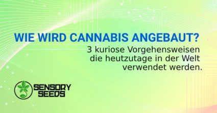 WIE WIRD CANNABISSAMEN ANGEBAUT