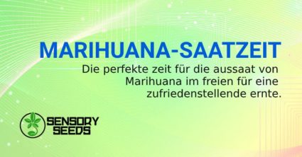 cannabis samen bsf