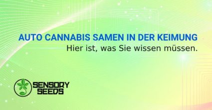 AUTO CANNABIS SAMEN IN DER KEIMUNG