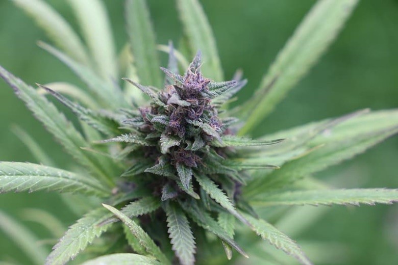 Cannabis Samen Purple Haze