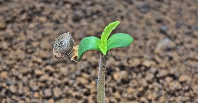 Cannabis Samen in einer Wohnung pflanzen