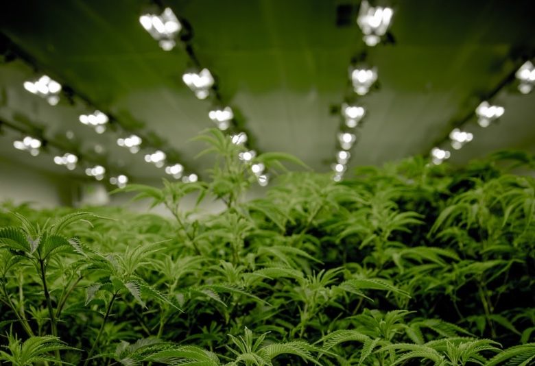 Cannabis Samen mit künstlichem Licht anbauen 