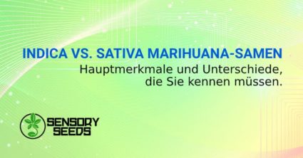 INDICA SATIVA MARIHUANA SAMEN