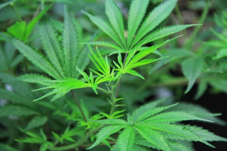 sativa Cannabis Samen Blatt 