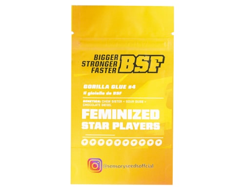 Gorilla-Glue#4-feminisierte-Bulk-Cannabis-Samen-Informationen Gorilla Glue #4 feminisierte Bulk Cannabis Samen Informationen