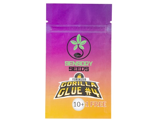 Gorilla-Glue#4-feminisierte-Bulk-Cannabis-samen Gorilla Glue #4 feminisierte Bulk Cannabis Samen