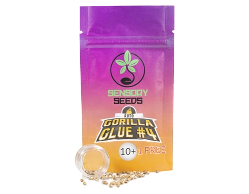 Paket-Gorilla-Glue#4-autoflowering-Bulk-Cannabis-Samen Paket von Gorilla Glue #4 autoflowering Bulk Cannabis Samen