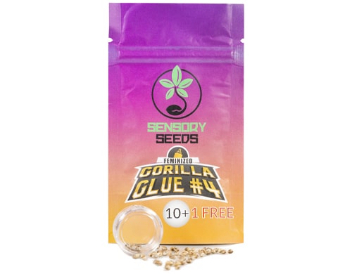 Paket-Gorilla-Glue#4-feminisierte-Bulk-Cannabis-Samen Paket von Gorilla Glue #4 feminisierte Bulk Cannabis Samen