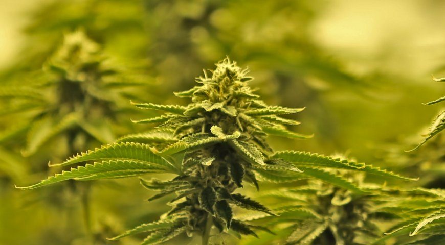 Cannabis Samen indica obg kush