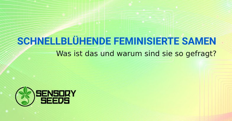 Schnellblühende feminisierte Samen