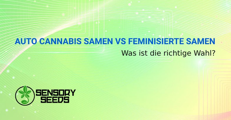 Selbstblühende Cannabissamen vs feminisierte Samen