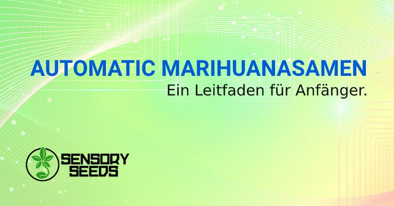 Selbstblühende MarihuanaSamen Leitfaden