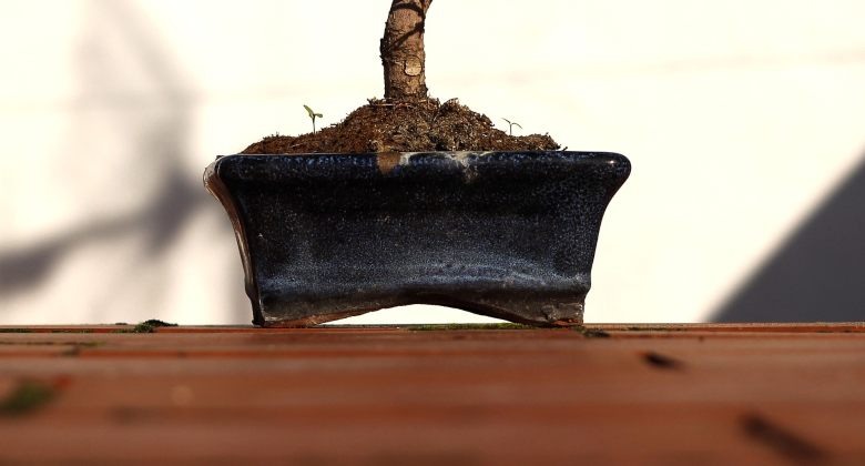 Topf zum Anbau von Bonsai aus Cannabis Samen