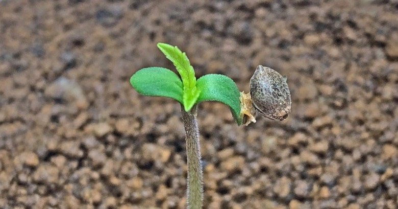 feminisierte und Auto Cannabis Samen