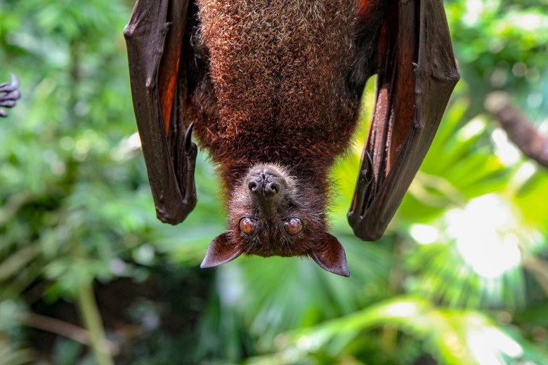 was ist Fledermaus-Guano und cannabissamen