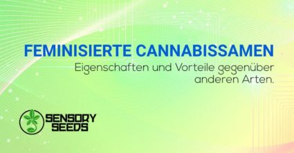 Feminisierte Cannabissamen Eigenschaften und Vorteile