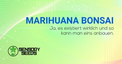Marihuana Bonsai anbauen