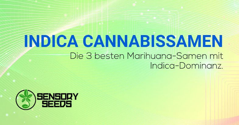 top 3 der Indica Cannabissamen