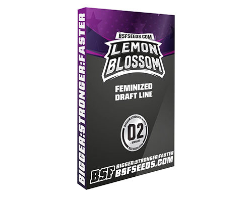 feminisierte Cannabissamen Lemon Blossom von Sensoryseeds Shop