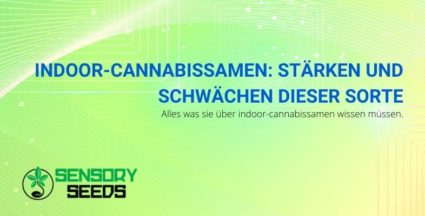 Indoor-Cannabissamen: Stärken und Schwächen dieser Sorte