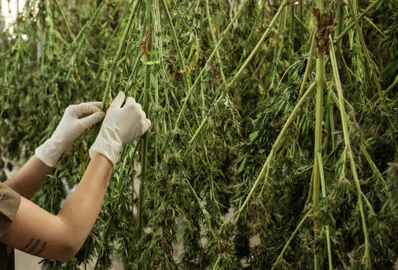 Cannabis-Kultivierung