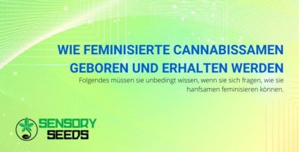Wie feminisierte Cannabissamen geboren und erhalten werden