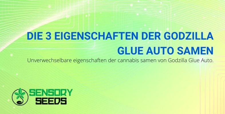 Erfahren Sie mehr über die 3 wichtigsten Eigenschaften von Godzilla Glue Auto-Samen