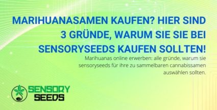 Drei Gründe, Marihuana-Samen für Sensoryseeds zu kaufen