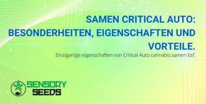 Die Merkmale, Vorteile und Funktionen von Critical Auto Cannabis-Samen