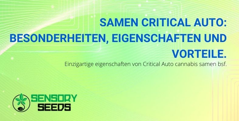 Die Merkmale, Vorteile und Funktionen von Critical Auto Cannabis-Samen