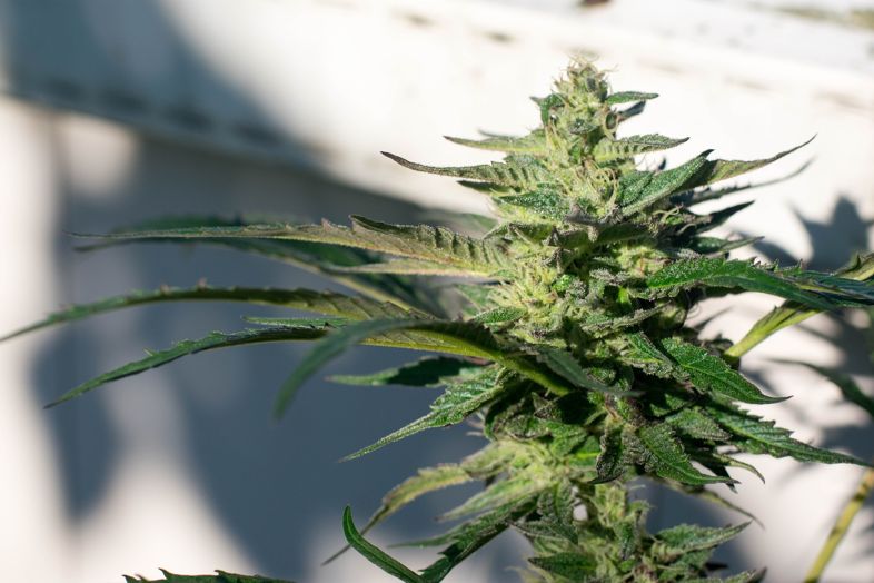 Gorilla Glue # 4: Cannabispflanze mit selbstblühenden und feminisierten Samen
