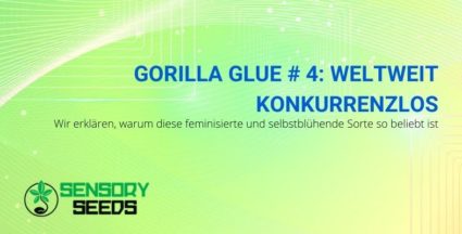Gorilla Glue # 4 aus selbstblühenden und feminisierten Samen ist weltweit konkurrenzlos