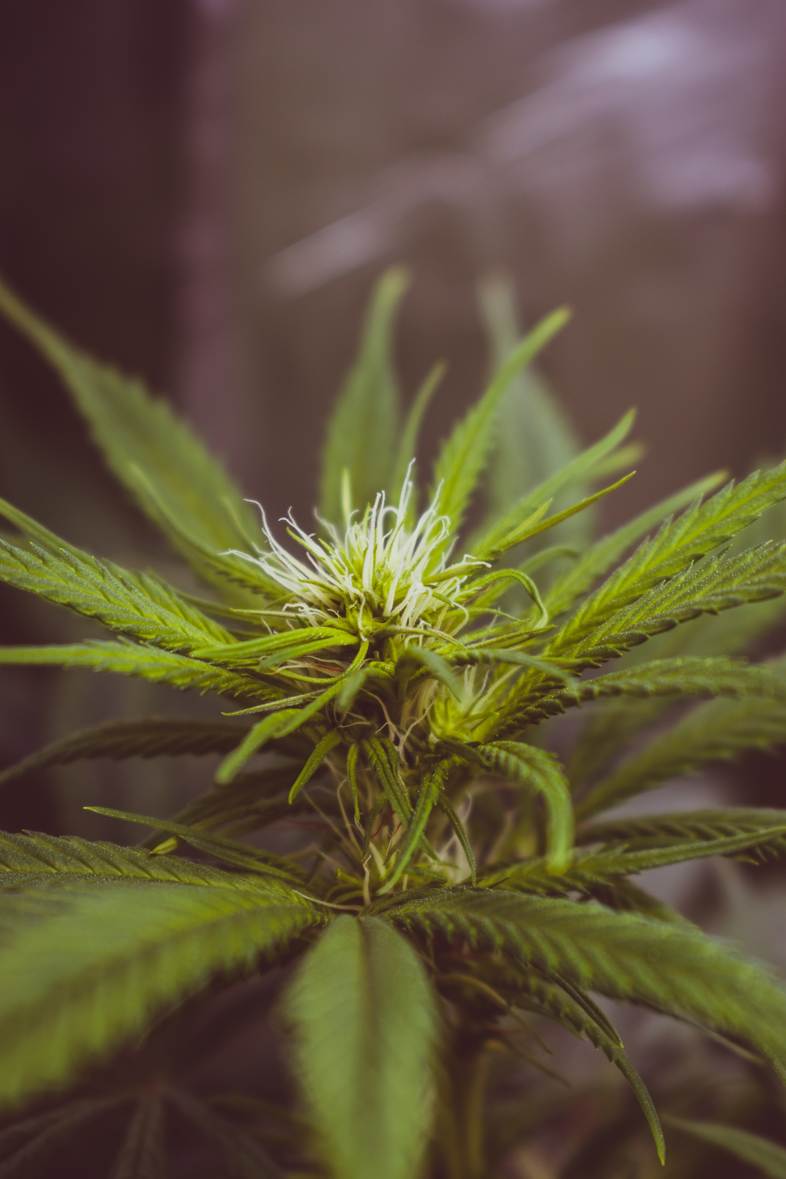 Eigenschaften der wichtigsten Cannabis-Terpene