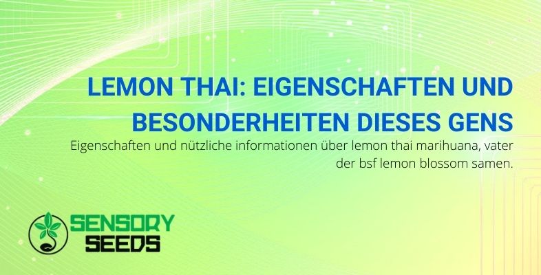 Eigenschaften und Besonderheiten des Lemon Thai Gens