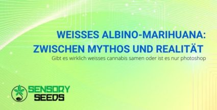 Ist Weißalbino-Marihuana nur ein Mythos oder eine Realität?