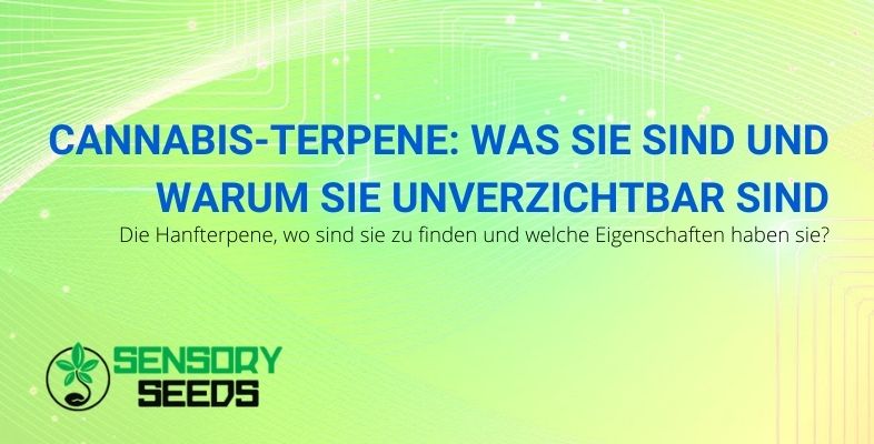 Wo werden Cannabis-Terpene gefunden und welche Eigenschaften haben sie?