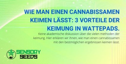 Drei Vorteile des Keimens von Cannabissamen in Baumwolle