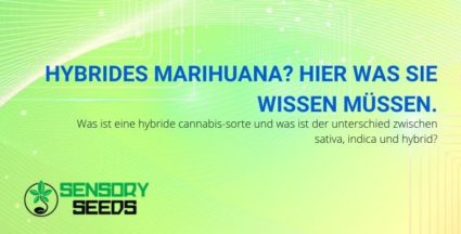 Was ist hybrides Marihuana und wie unterscheidet es sich von Indica- und Sativa-Sorten?