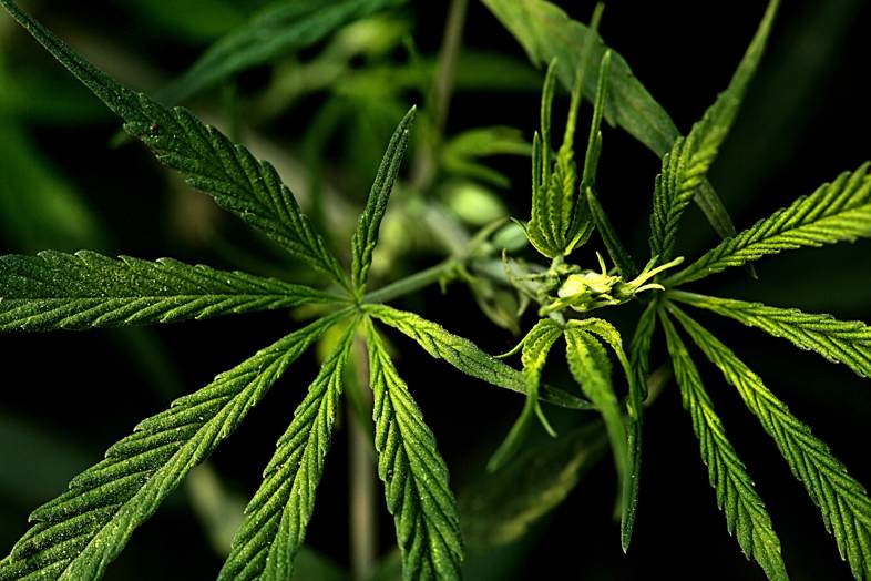 Wie werden Cannabis-Hybriden geboren?