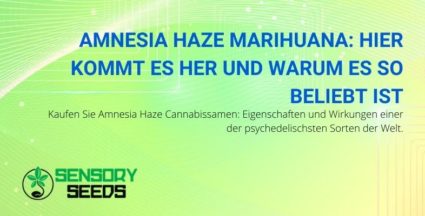 Woher kommt Amnesia Haze Marihuana und warum ist es so beliebt?