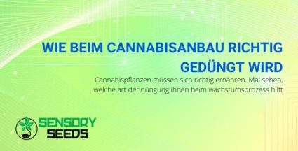 Wie man Cannabiskulturen richtig düngt