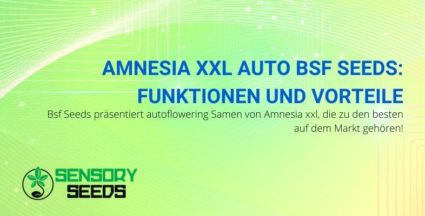 Die Eigenschaften und Vorteile von Amnesia XXL Auto von Bsf Seeds