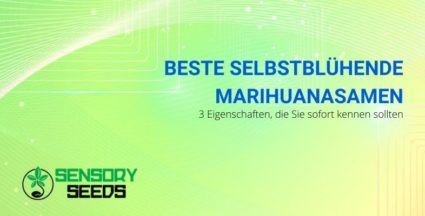 Die 3 Eigenschaften, um die besten selbstblühenden Cannabissamen zu kennen