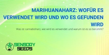 Wofür wird Marihuana-Harz verwendet und wo wird es gefunden?